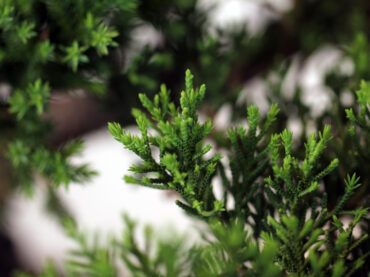 Cuidados Juniperus